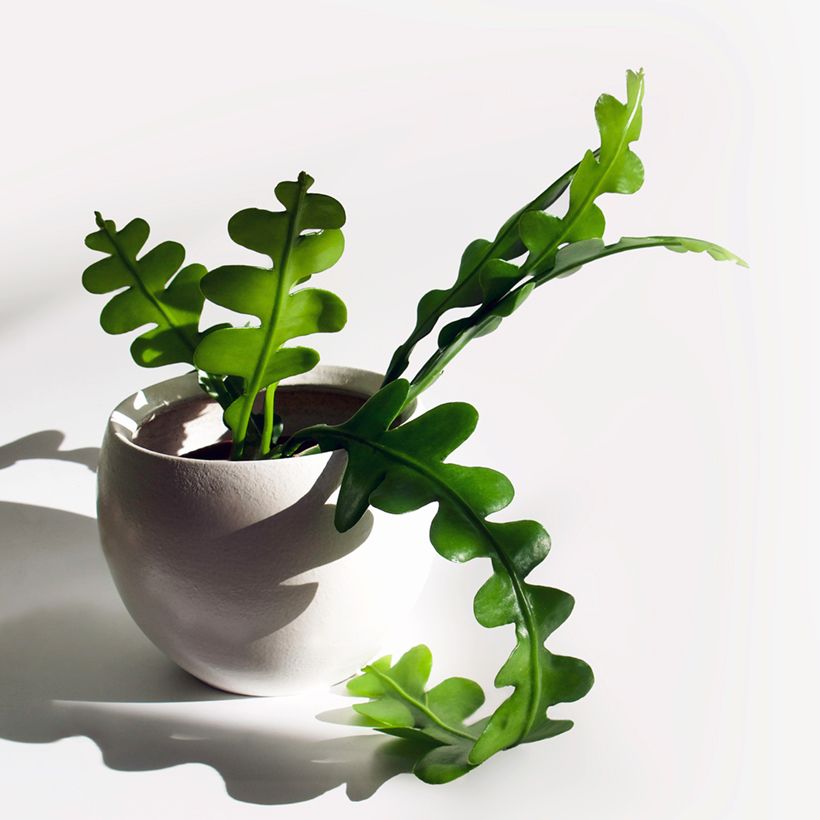 Sägeblattkaktus - Epiphyllum anguliger (Foliage)