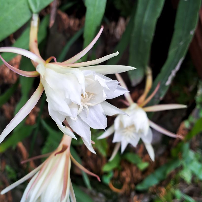 Sägeblattkaktus - Epiphyllum anguliger (Flowering)