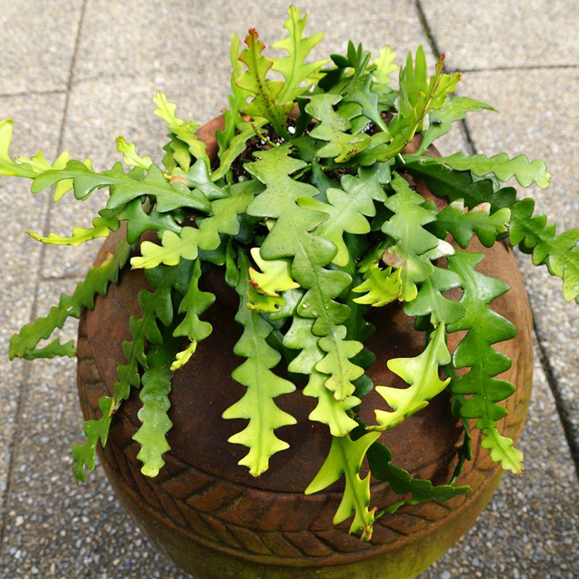 Sägeblattkaktus - Epiphyllum anguliger (Plant habit)