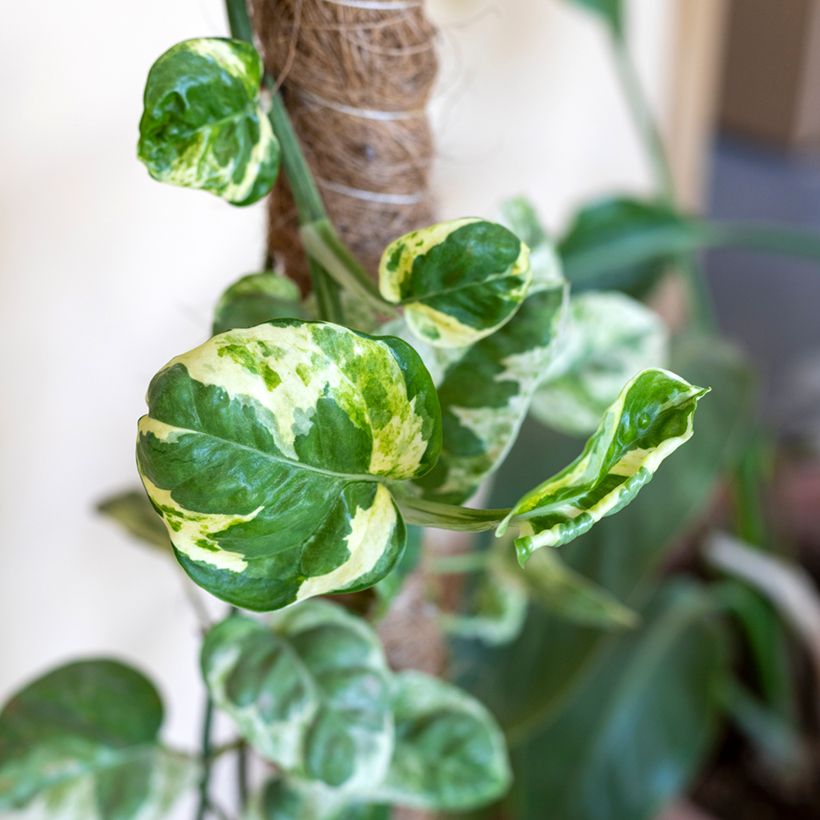 Efeutute - Epipremnum N'joy (Foliage)