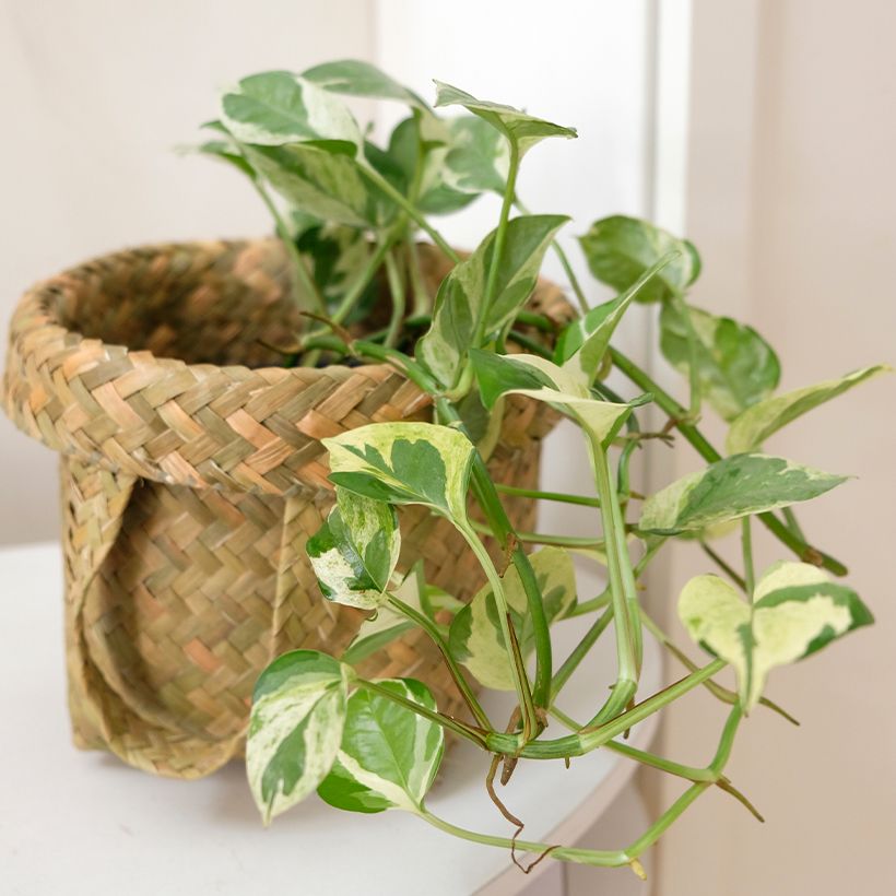 Efeutute - Epipremnum N'joy (Plant habit)