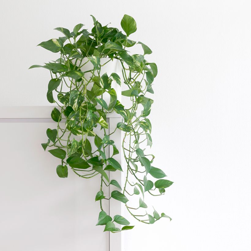 Efeutute - Epipremnum aureum (Plant habit)