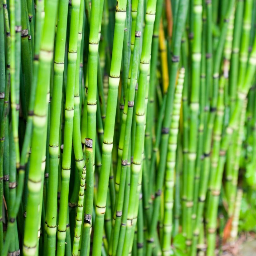 Equisetum camtschatcense - Kamtschatka-Schachtelhalm (Foliage)