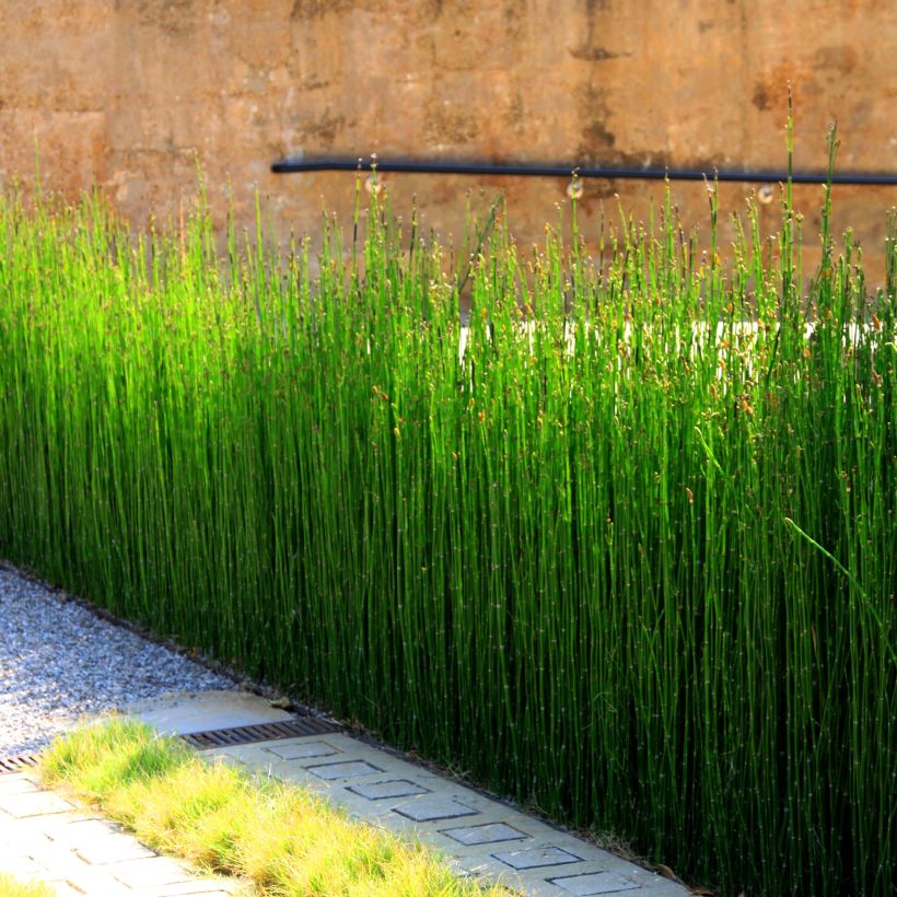 Equisetum camtschatcense - Kamtschatka-Schachtelhalm (Plant habit)