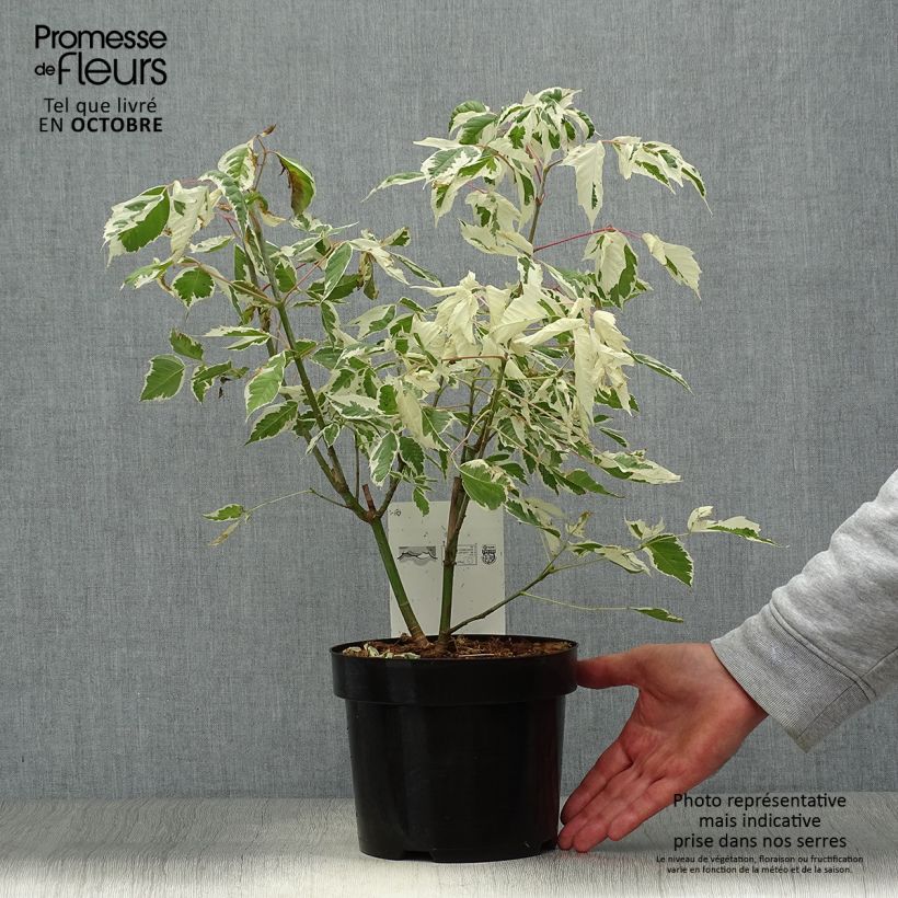 Example of Eschen-Ahorn Flamingo - Acer negundo Topf mit 3L/4L as you get in automne