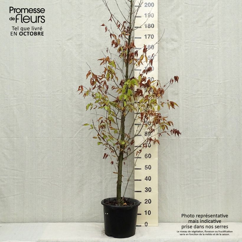 Example of Hainbuchen-Ahorn - Acer carpinifolium Topf mit 7,5L/10L as you get in automne
