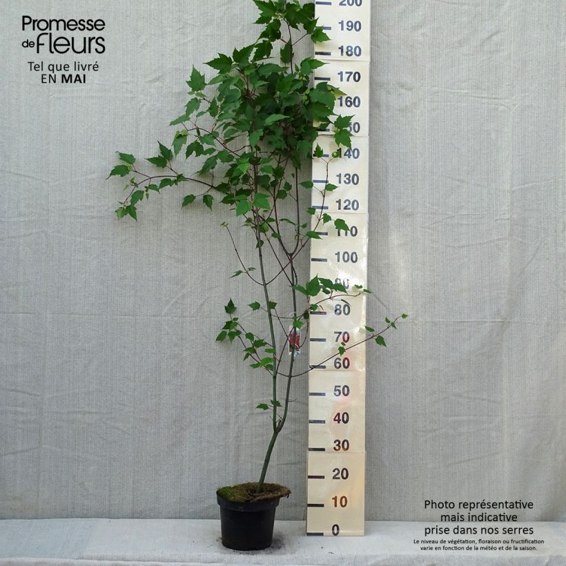 Exemplar von Roter Schlangenhaut-Ahorn - Acer capillipes Topf mit 7,5L/10L, Stämmchen wie im Frühjahr geliefert