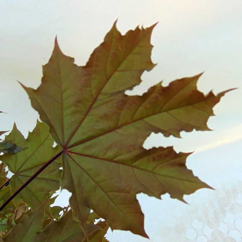 Spitz-Ahorn Globosum - Acer platanoides (Foliage)