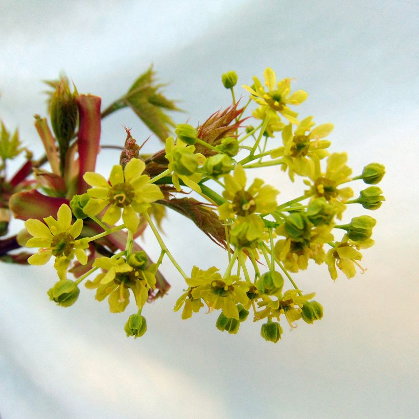 Spitz-Ahorn Globosum - Acer platanoides (Flowering)