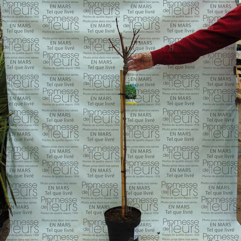 Example of Spitz-Ahorn Globosum - Acer platanoides Topf mit 3L/4L as you get