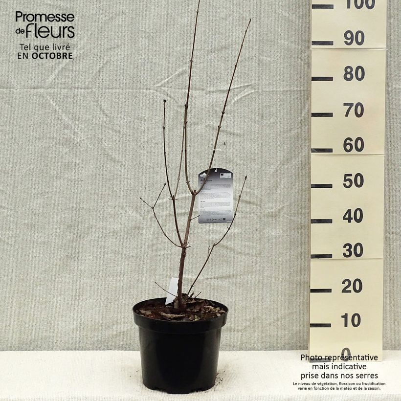 Example of Zimt-Ahorn - Acer griseum Topf mit 7,5L/10L as you get in automne