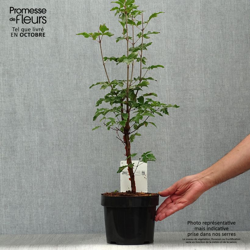 Example of Zimt-Ahorn - Acer griseum Topf mit 3L/4L as you get in automne
