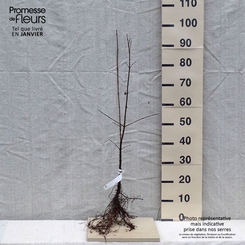 Example of Feld-Ahorn - Acer campestre Wurzelnackt as you get in hiver
