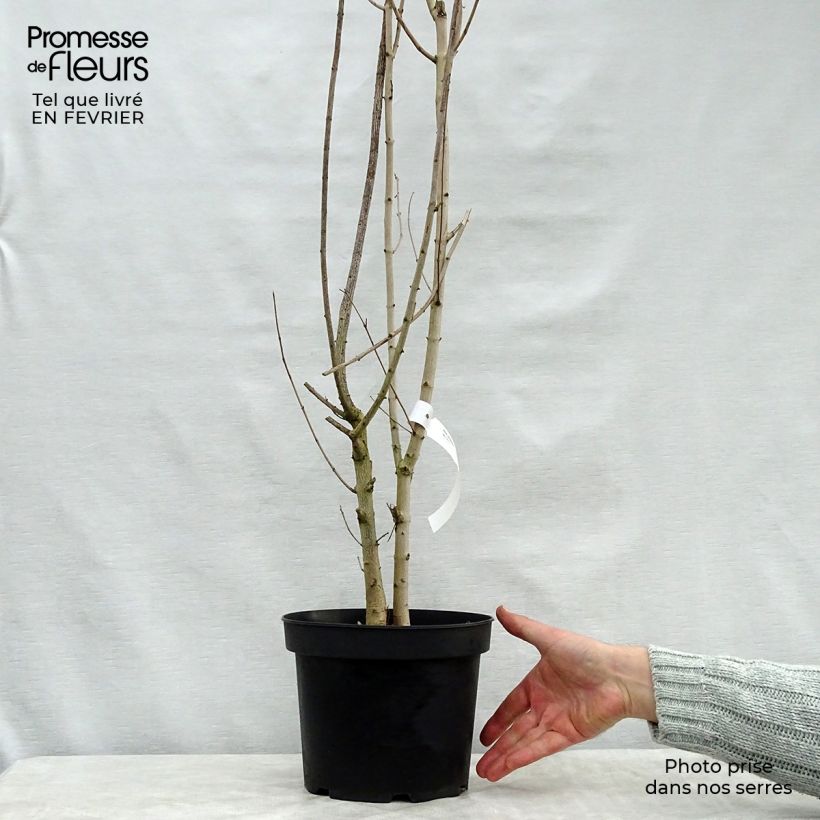 Exemplar von Feld-Ahorn - Acer campestre Topf mit 4L/5L wie im Winter geliefert