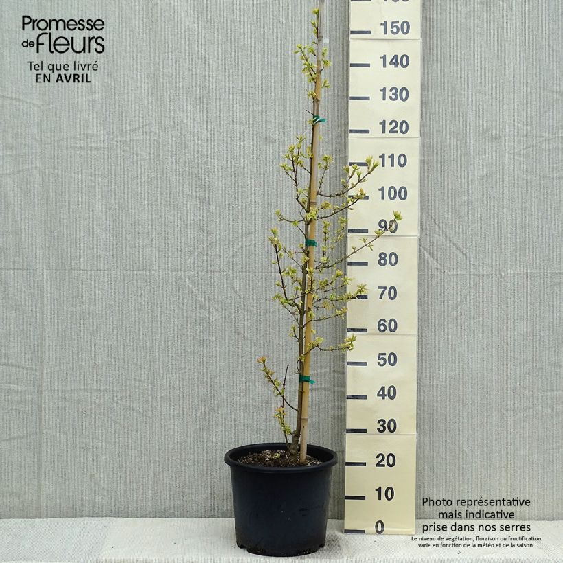 Exemplar von Feld-Ahorn Carnival - Acer campestre Topf mit 12L/15L wie im Frühjahr geliefert