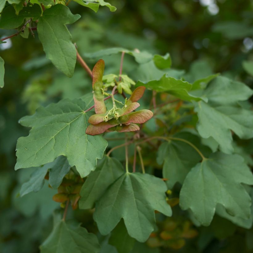 Feld-Ahorn - Acer campestre (Foliage)