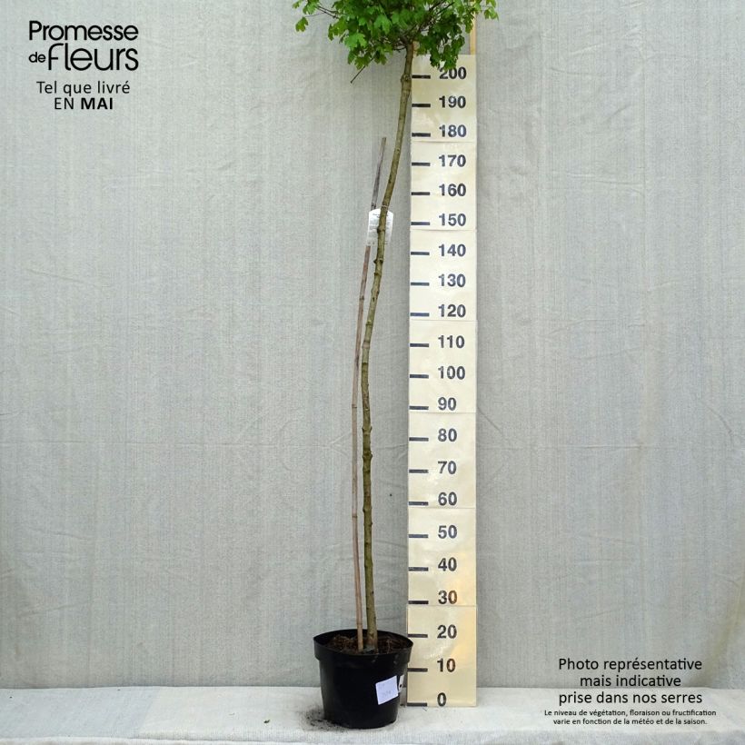 Example of Feld-Ahorn Nanum - Acer campestre Topf mit 20L/25L as you get in printemps