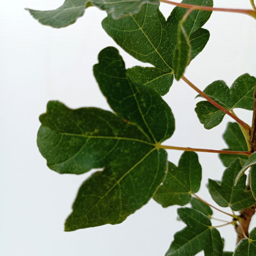 Dreilappiger Ahorn - Acer monspessulanum (Foliage)