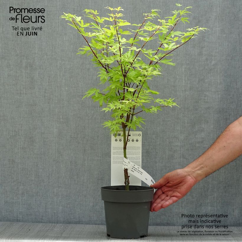 Exemplar von Fächerahorn Anne Irene - Acer palmatum Topf mit 2L/3L wie im Sommer geliefert