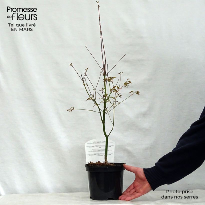 Example of Fächerahorn Asahi Zuru - Acer palmatum Topf mit 2L/3L as you get in printemps