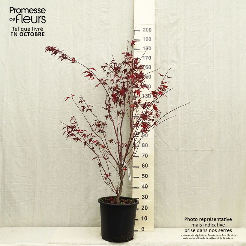 Example of Fächerahorn Atropurpureum - Acer palmatum Topf mit 20L/25L as you get in automne