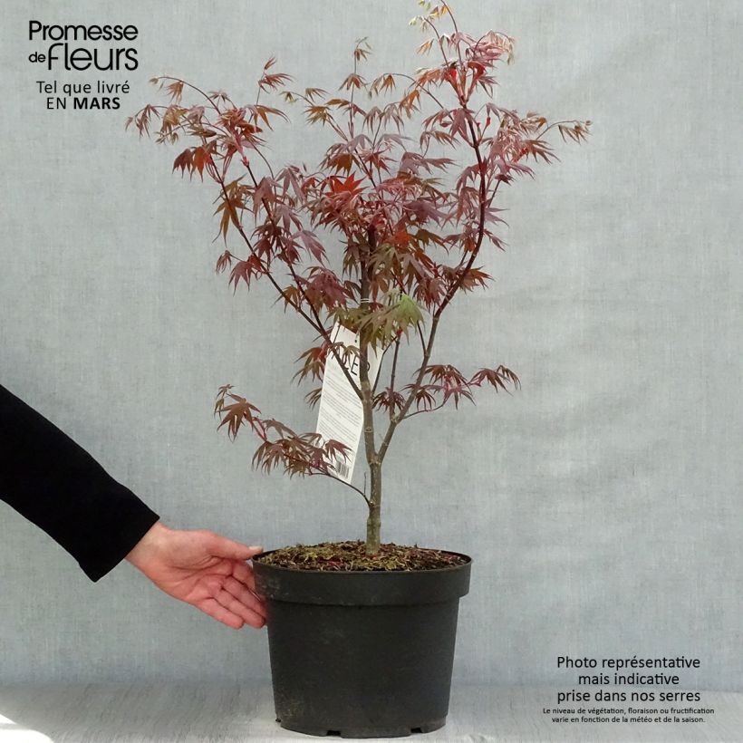 Exemplar von Fächerahorn Bloodgood - Acer palmatum Topf mit 7,5L/10L wie im Frühjahr geliefert