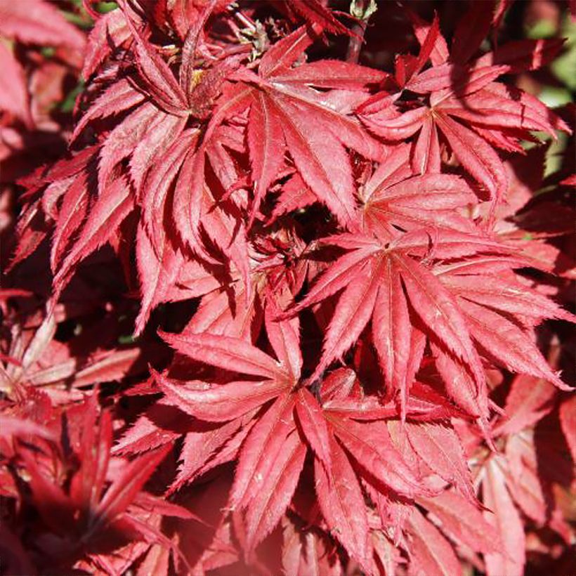 Fächerahorn Brandt’s Dwarf - Acer palmatum (Foliage)