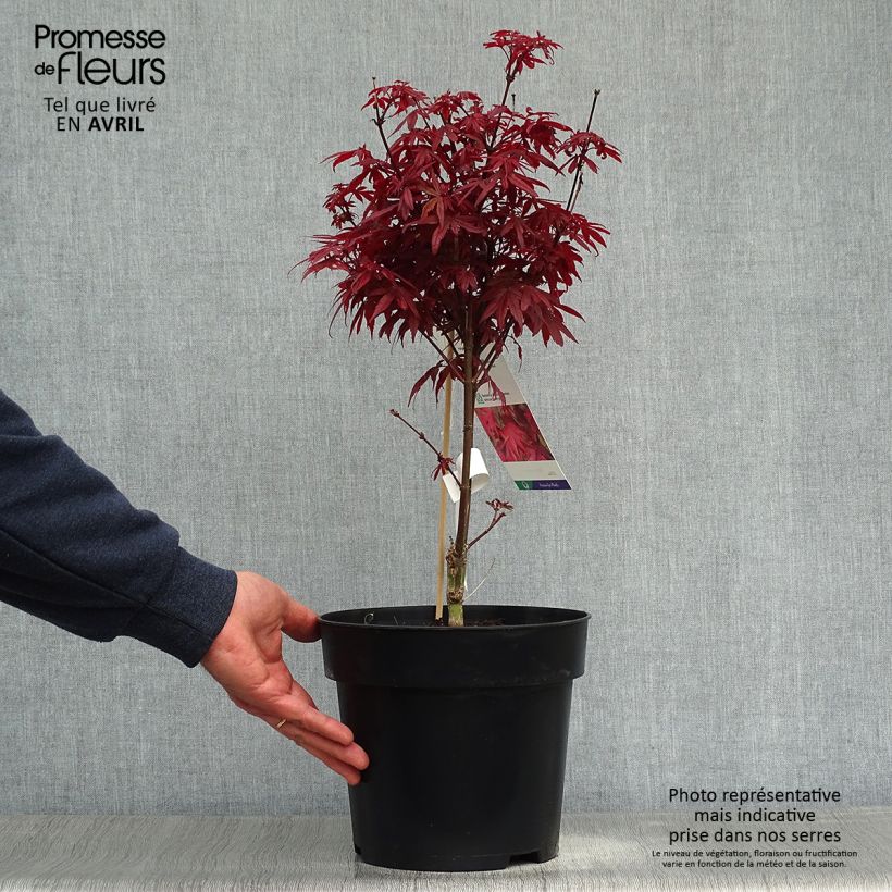 Exemplar von Fächerahorn Brandt’s Dwarf - Acer palmatum Topf mit 4L/5L wie im Frühjahr geliefert