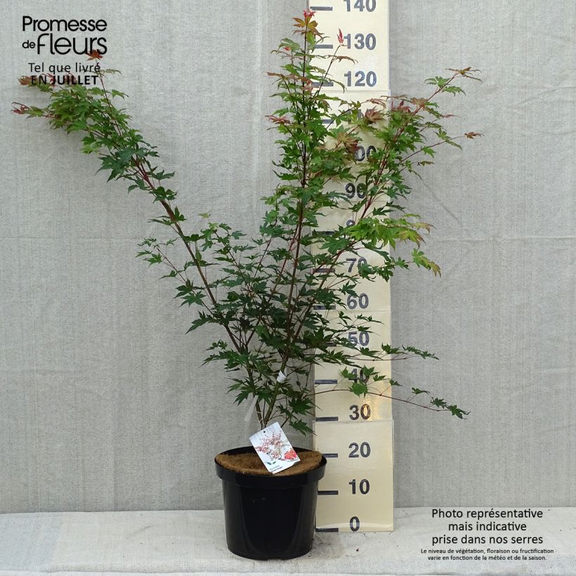 Example of Fächerahorn Brown Sugar - Acer palmatum Topf mit 7,5L/10L as you get in ete
