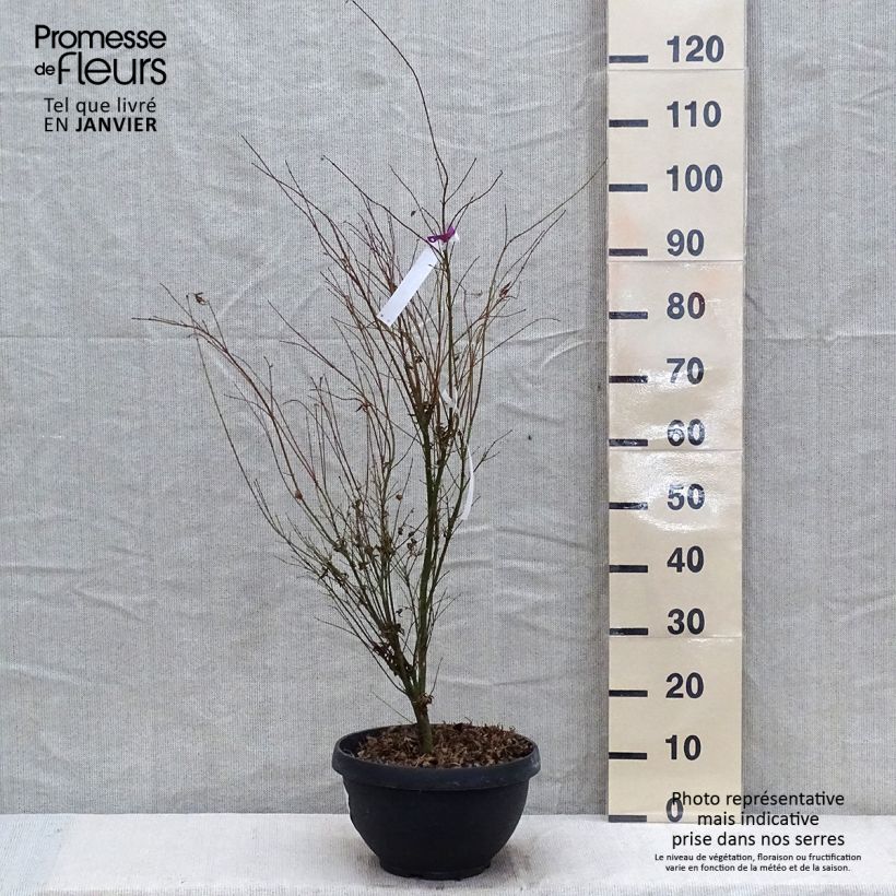 Exemplar von Fächerahorn Butterfly - Acer palmatum Topf mit 7,5L/10L wie im Winter geliefert