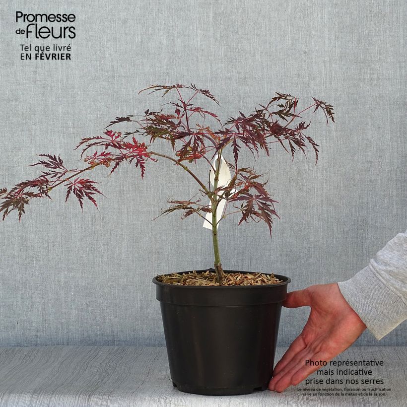 Example of Fächerahorn Crimson Queen - Acer palmatum Topf mit 2L/3L as you get in automne