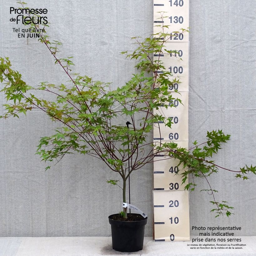 Exemplar von Fächerahorn Deshojo - Acer palmatum Topf mit 4L/5L wie im Sommer geliefert