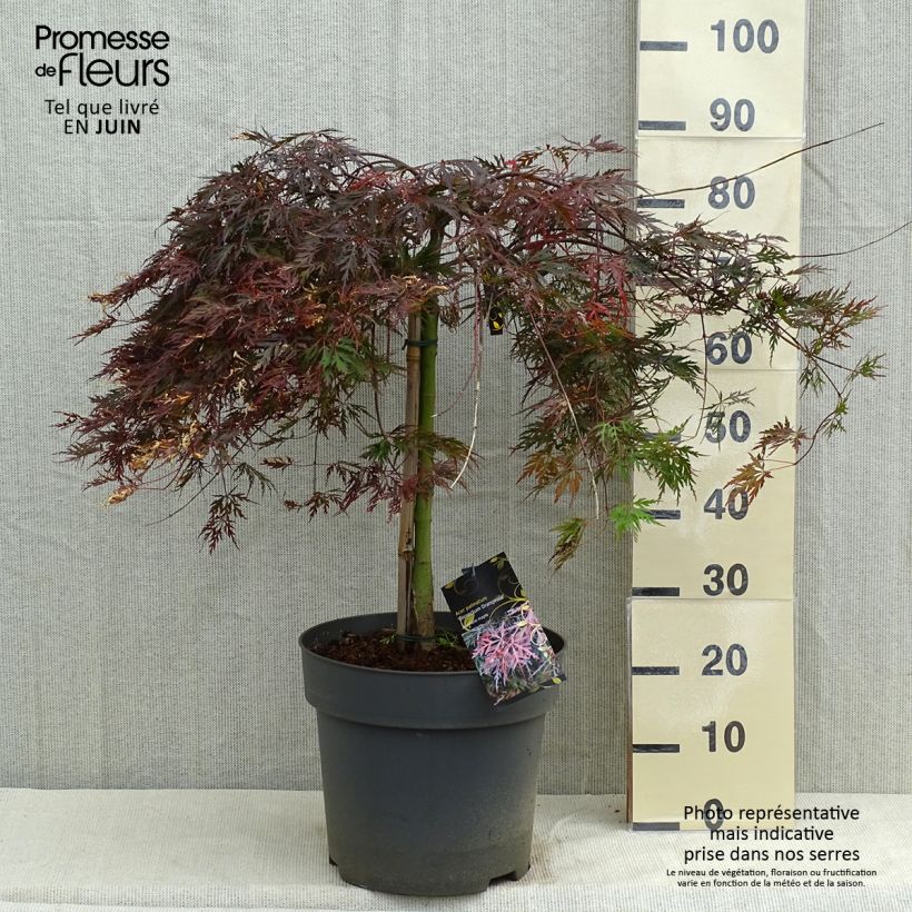 Exemplar von Fächerahorn Dissectum Orangeola - Acer palmatum Topf mit 7,5L/10L wie im Frühjahr geliefert