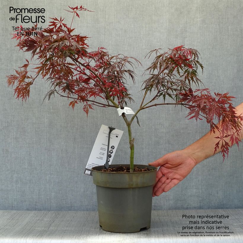 Exemplar von Fächerahorn Dissectum Tamukeyama - Acer palmatum Topf mit 4L/5L wie im Sommer geliefert