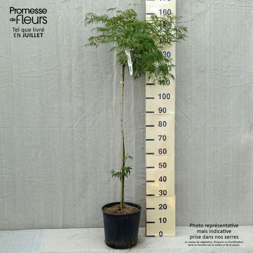 Example of Fächerahorn Dissectum Viridis - Acer palmatum Topf mit 12L/15L as you get in ete