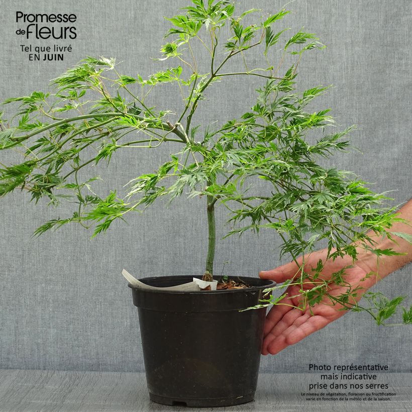 Exemplar von Fächerahorn Dissectum - Acer palmatum Topf mit 3L/4L wie im Sommer geliefert