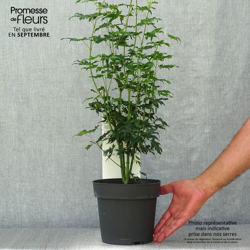 Example of Fächerahorn Going Green - Acer palmatum Topf mit 3L/4L as you get in automne