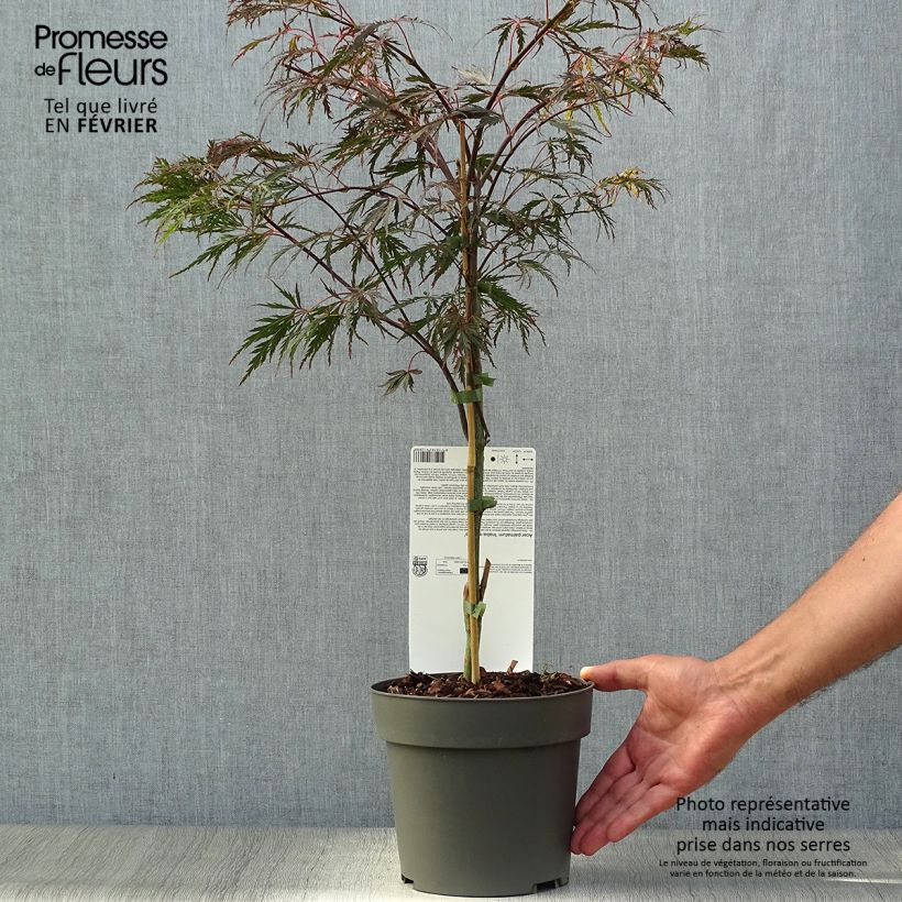 Example of Fächerahorn Dissectum Inaba-Shidare - Acer palmatum Topf mit 3L/4L as you get in automne