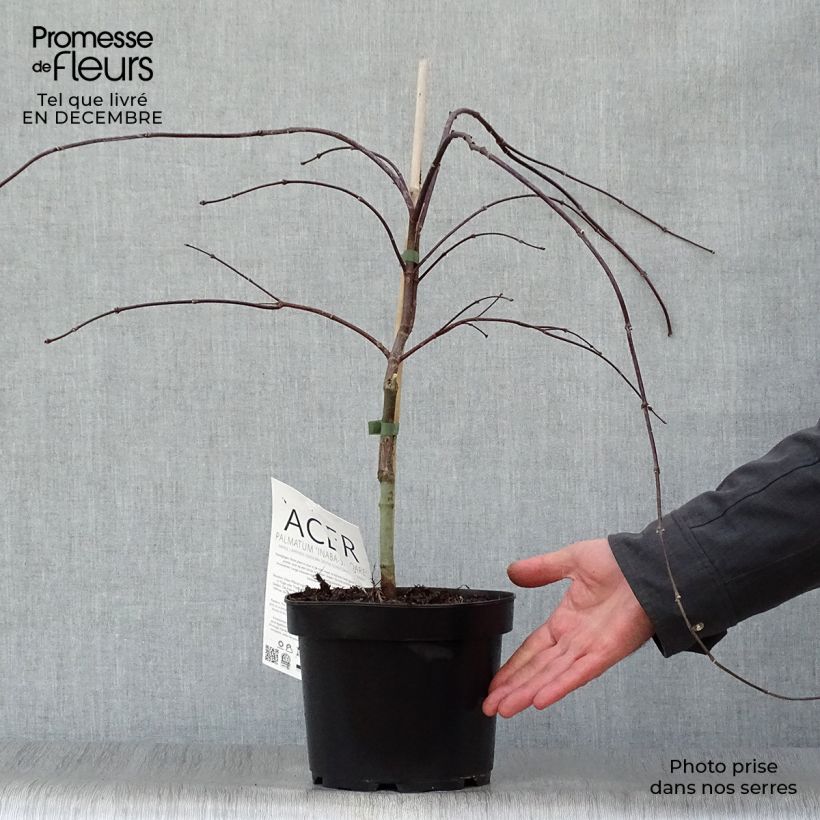 Exemplar von Fächerahorn Dissectum Inaba-Shidare - Acer palmatum Topf mit 3L/4L wie im Winter geliefert