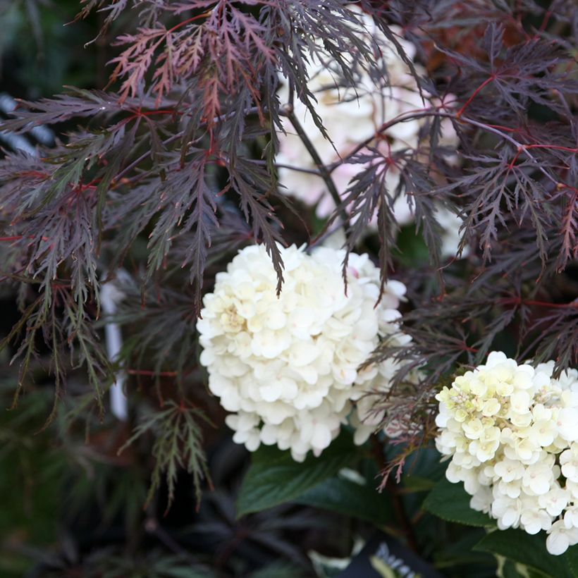 Fächerahorn Dissectum Inaba-Shidare - Acer palmatum (Plant habit)