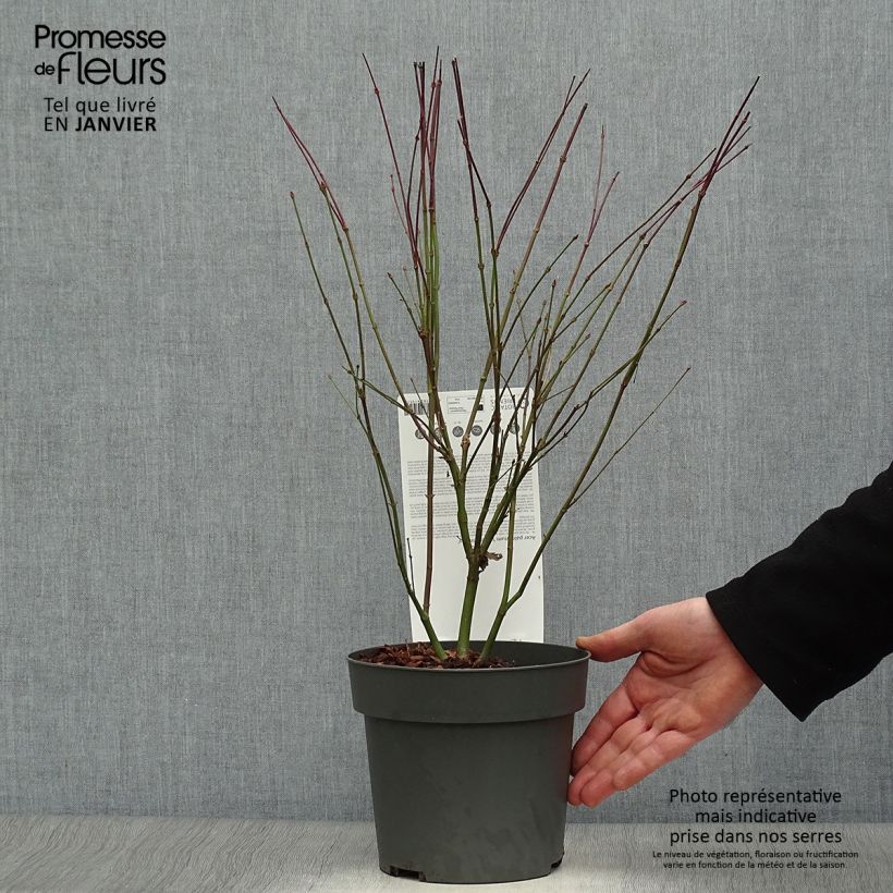 Exemplar von Fächerahorn Little Princess - Acer palmatum Topf mit 2L/3L wie im Winter geliefert