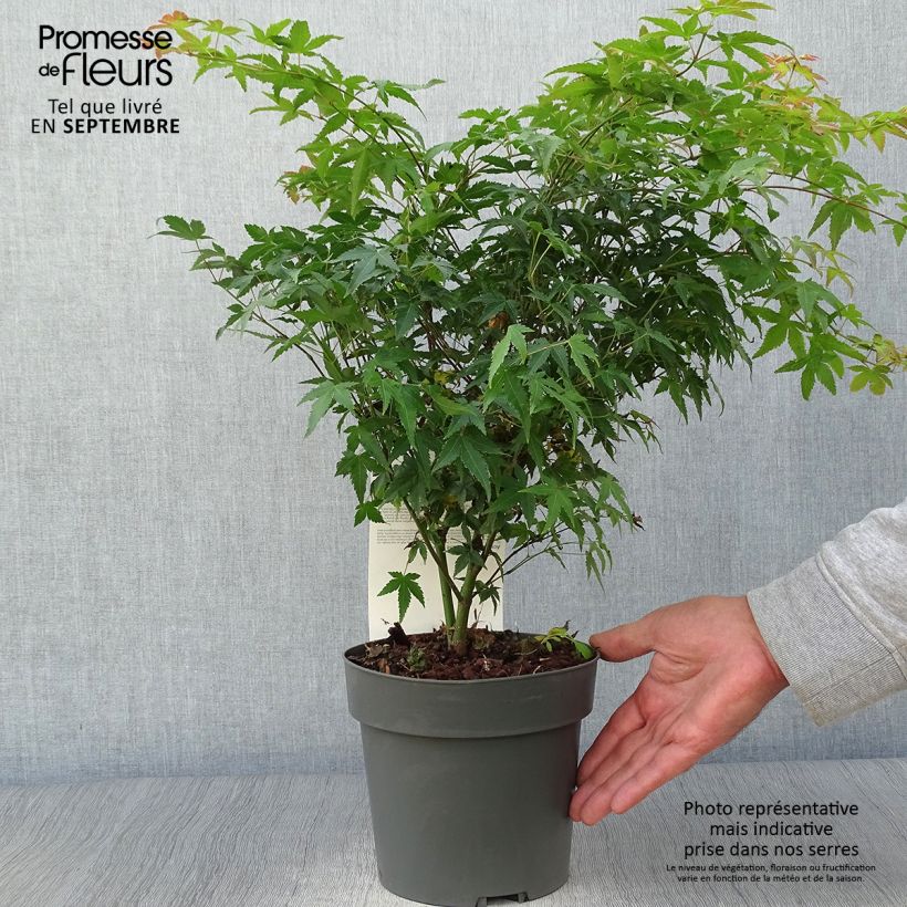 Example of Fächerahorn Little Princess - Acer palmatum Topf mit 2L/3L as you get in automne