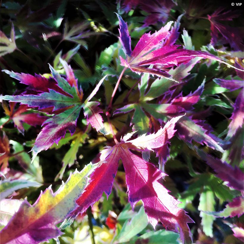 Fächerahorn Metamorphosa - Acer palmatum (Foliage)