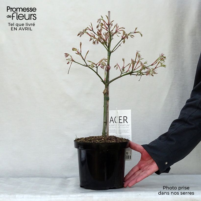 Exemplar von Fächerahorn Dissectum Ornatum - Acer palmatum Topf mit 4L/5L wie im Frühjahr geliefert