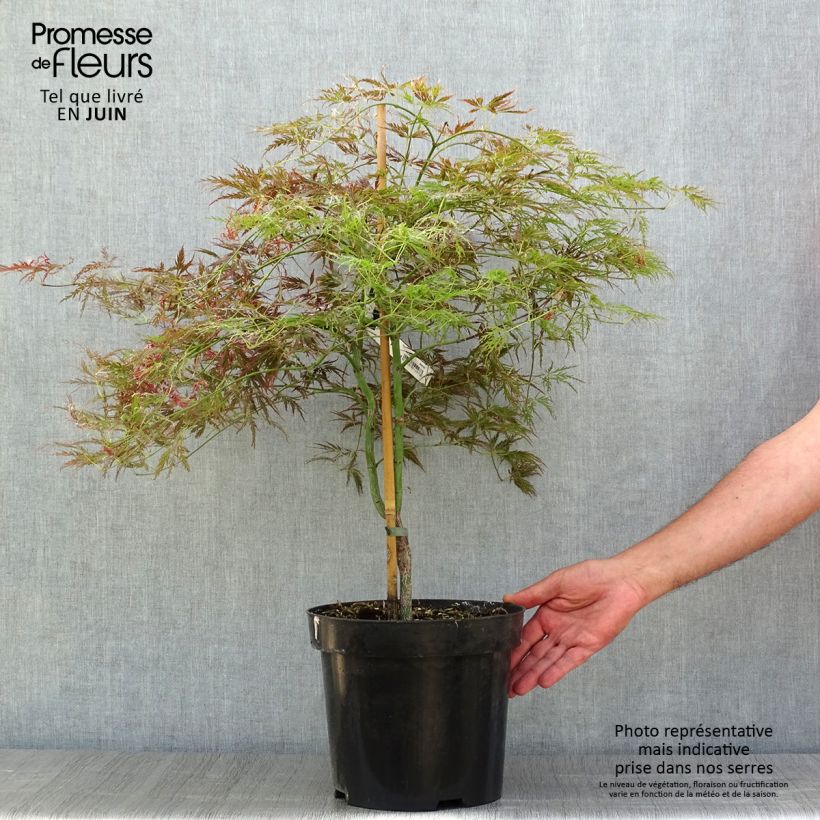 Example of Fächerahorn Dissectum Ornatum - Acer palmatum Topf mit 7,5L/10L as you get in ete