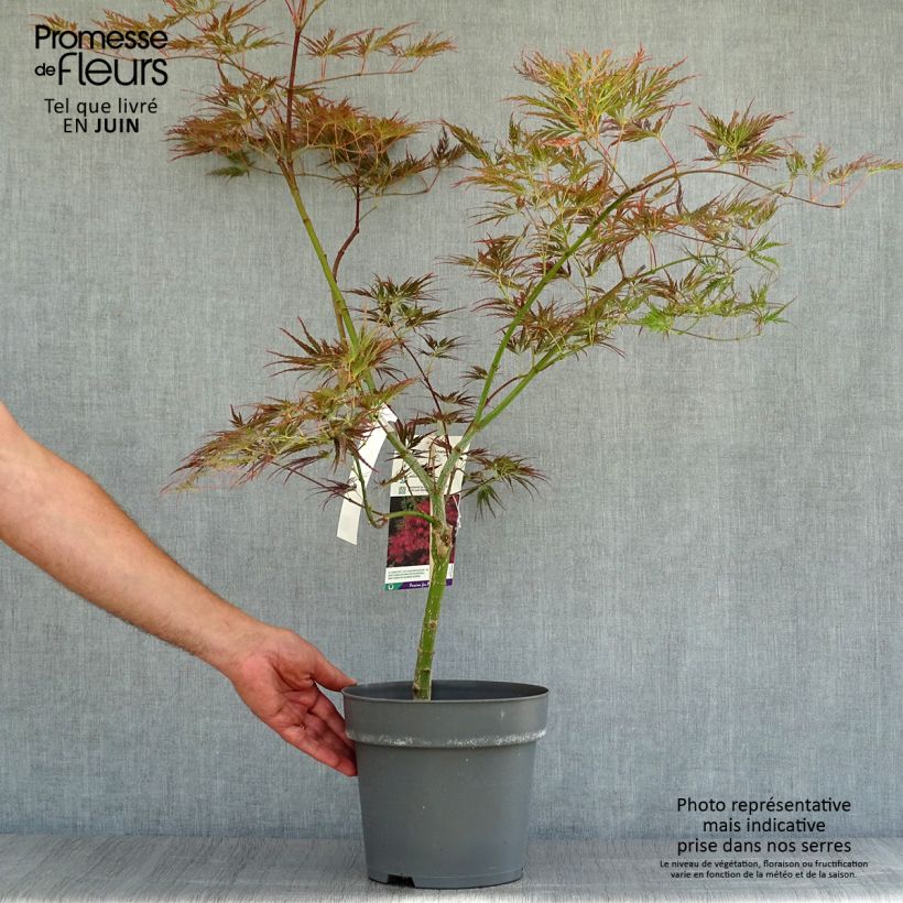 Example of Fächerahorn Dissectum Ornatum - Acer palmatum Topf mit 4L/5L as you get in ete