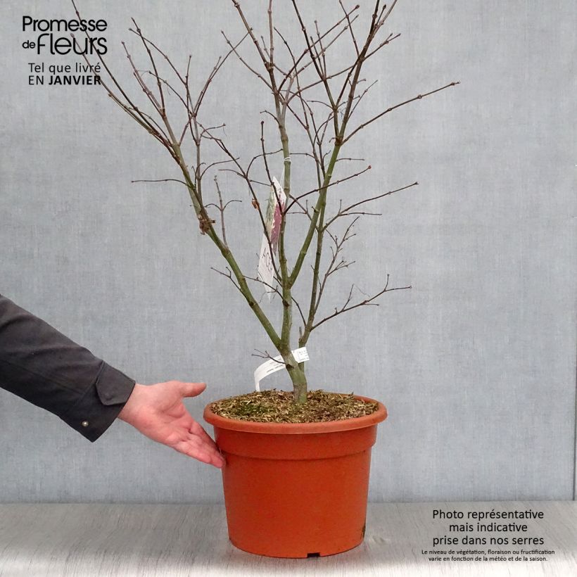 Exemplar von Fächerahorn Osakazuki - Acer palmatum Topf mit 7,5L/10L wie im Winter geliefert