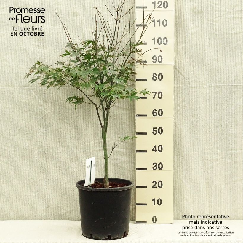 Example of Fächerahorn Osakazuki - Acer palmatum Topf mit 7,5L/10L as you get in automne