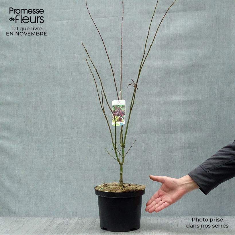 Example of Fächerahorn Red Pygmy - Acer palmatum Topf mit 3L/4L as you get in automne