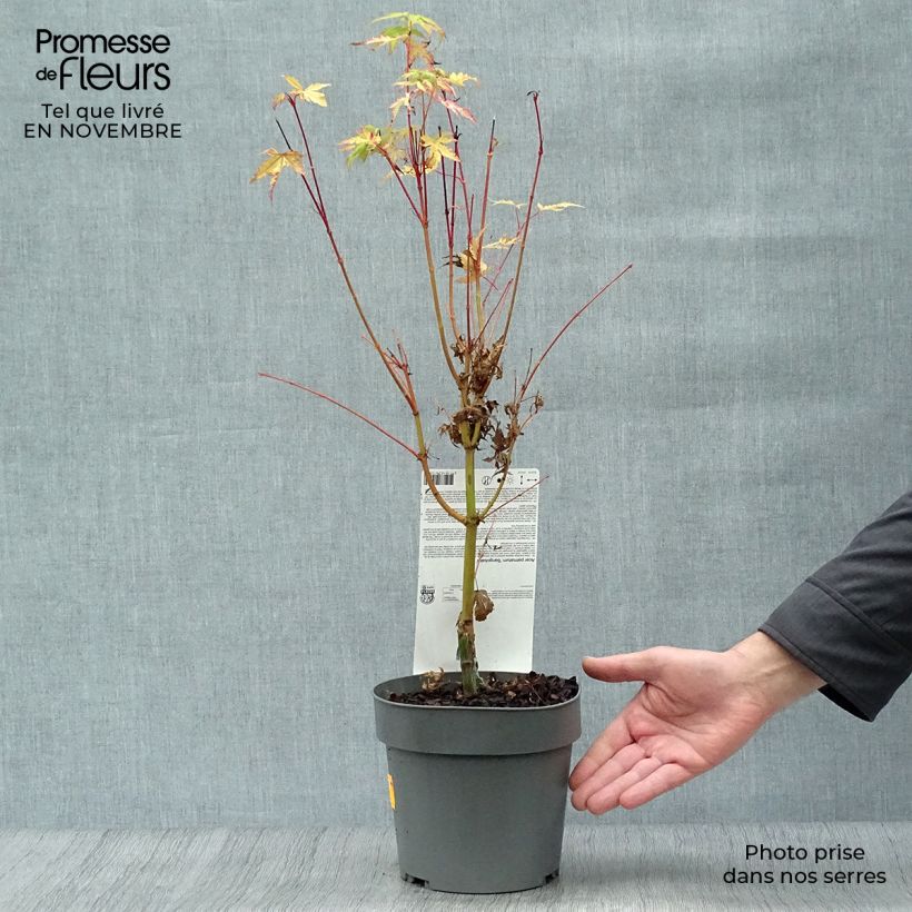 Example of Fächerahorn Sangokaku - Acer palmatum Topf mit 2L/3L as you get in automne